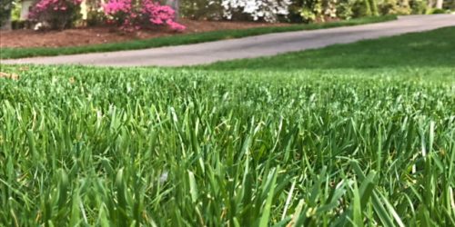 Lawn Aeration, Lawn Overseeding, Lawn Maintenance, Weed Control, Fertilization