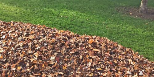 Leaf Removal, Leaf Removal service, Fall Clean Up,