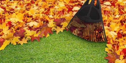 Leaf Removal, Leaf Removal service, Fall Clean Up,